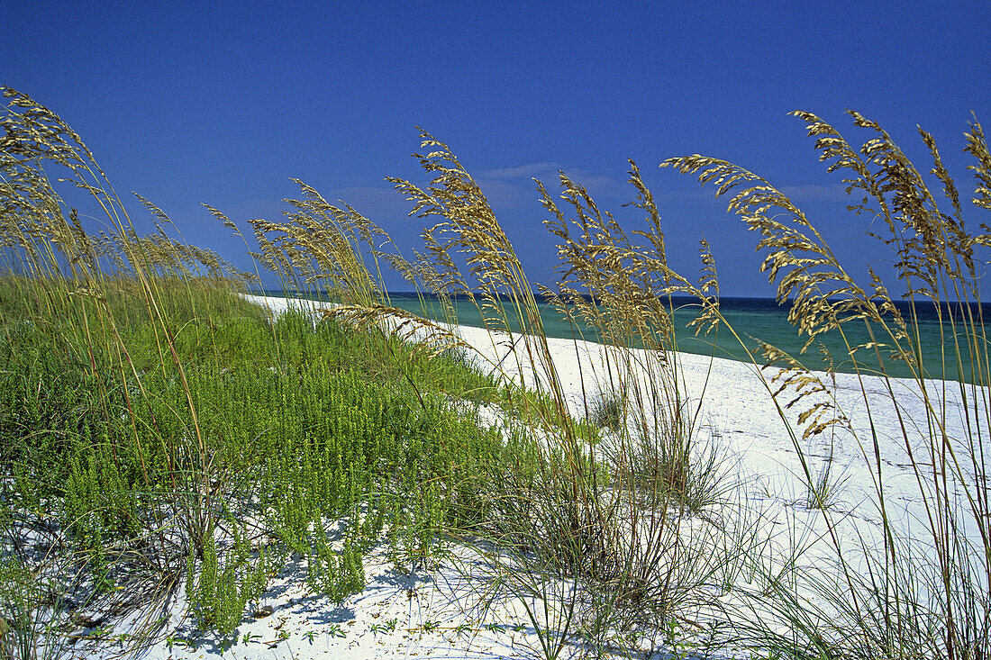 Sea oats on Perdido Key beach. Florida, USA