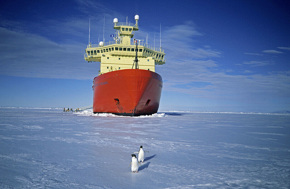 Bow of icebreaker in fast ice in McMurdo Sound with Adelie Penguins (Pygoscelis adeliae) walking by, Antarctica