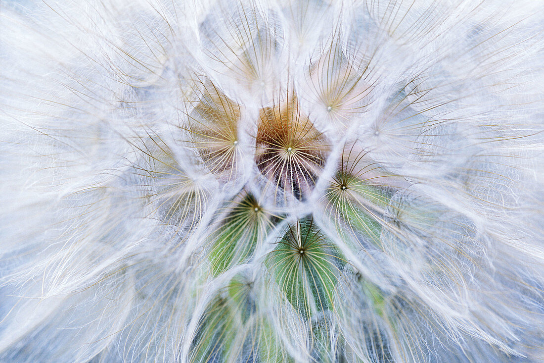 Intricate filaments inside a giant dandelion found in Missoula, Montana, USA