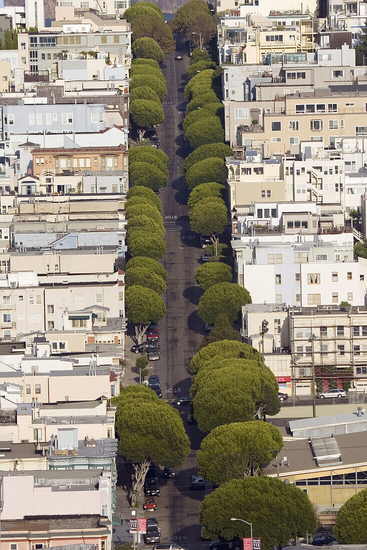 Pastel houses on hilly, tree-lined Lombard Street in residential section of the North Beach neighborhood in San Francisco, California.