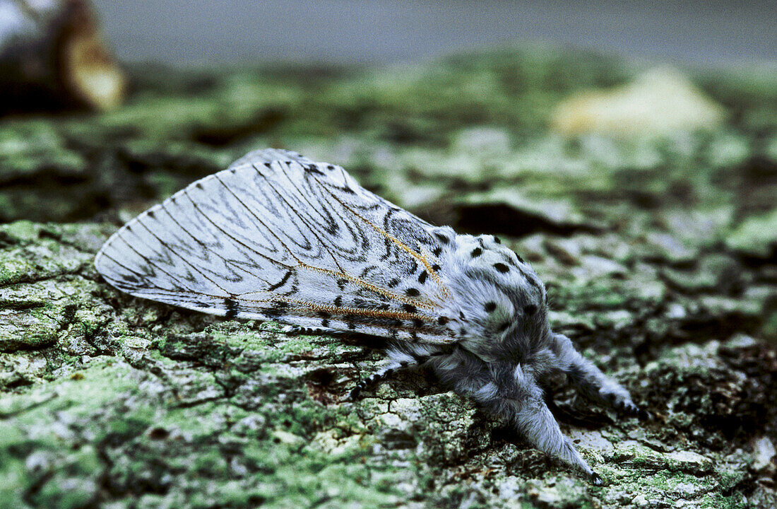 Puss Moth (Cerula vinula) close-up on bark. Buckinghamshire, England, UK