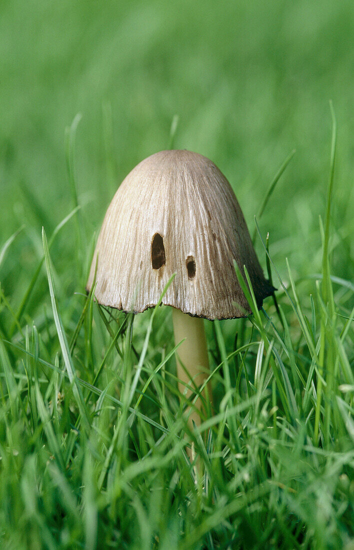 Common Ink Cap (Coprinus atramentarius) fungus in grass. Buckinghamshire, England, UK