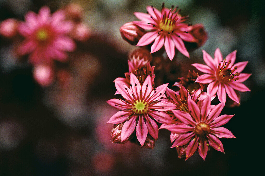 Flowers (Sempervivum arachnoideum tomentosum)