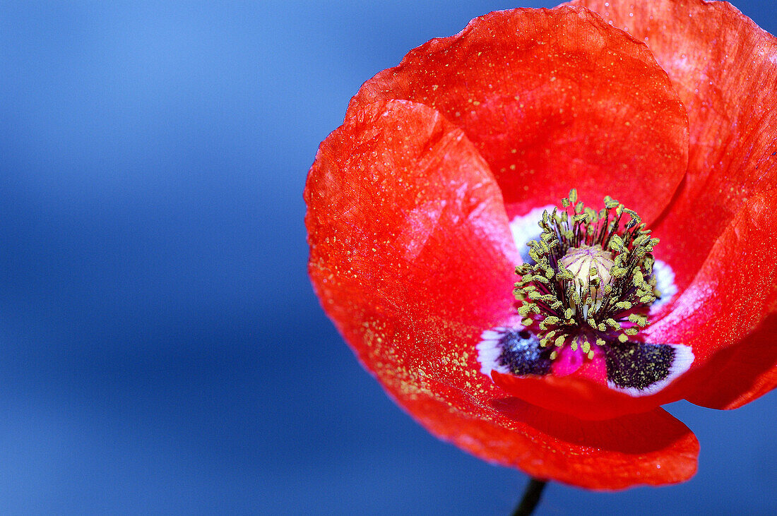 Papaver rhoeas. Cañones del Ebro. Burgos. Spain.