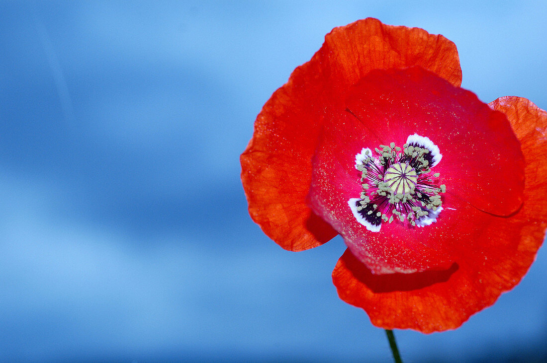 Papaver rhoeas. Cañones del Ebro. Burgos. Spain.