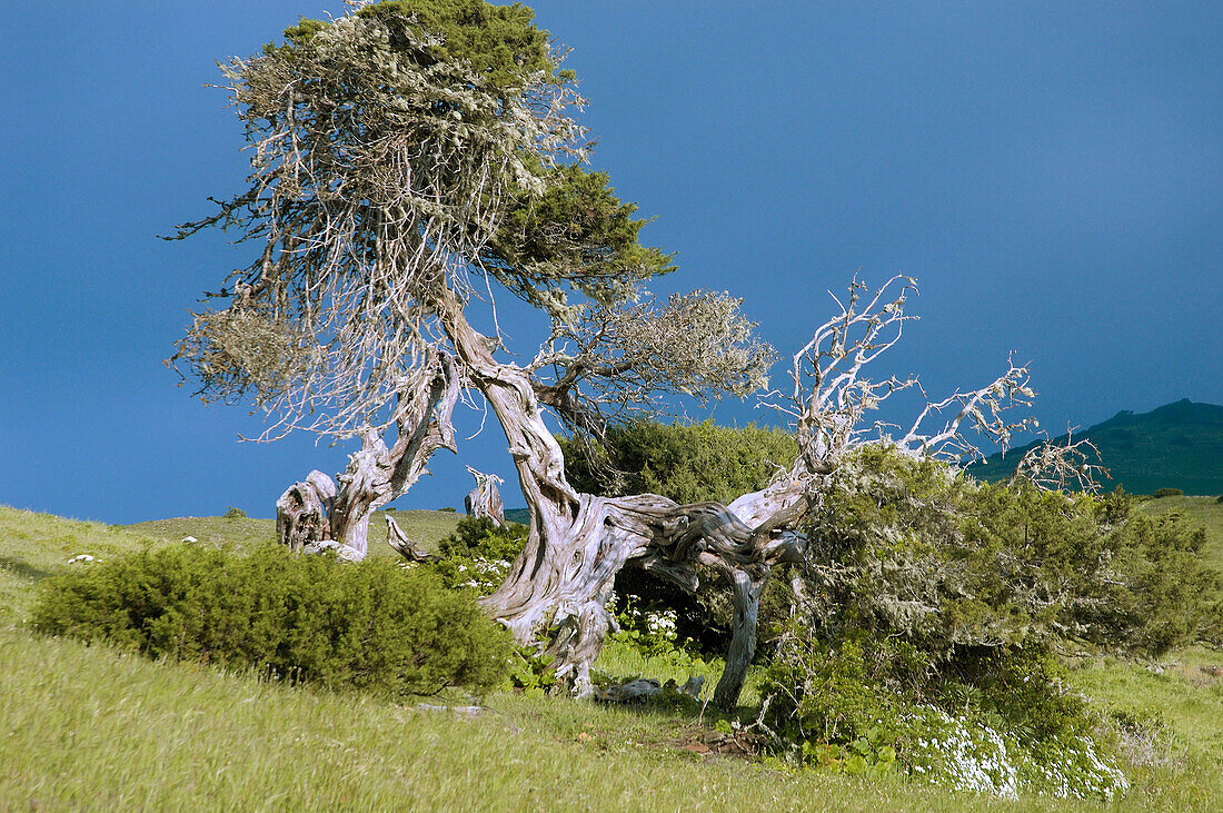 Savin. El Hierro, Canary islands, Spain