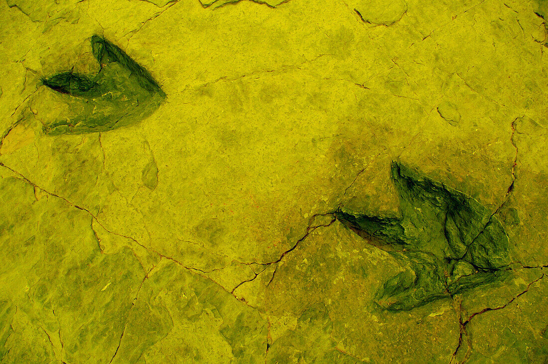 Icnita (dinosaur fossilized footprints), Los Cayos palaeontological site. Cornago, La Rioja, Spain