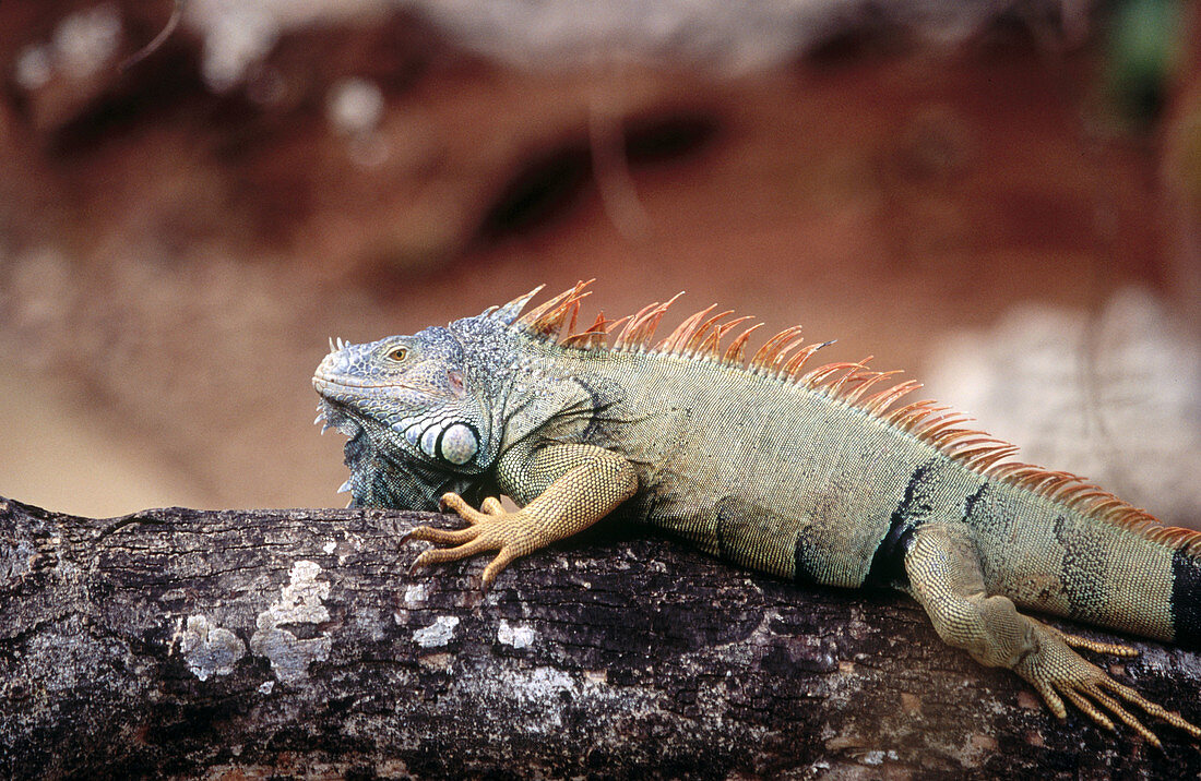 Iguana on branch. Roatán, Honduras
