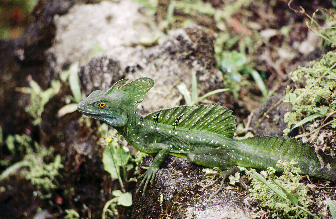 Male basilisk. Costa Rica