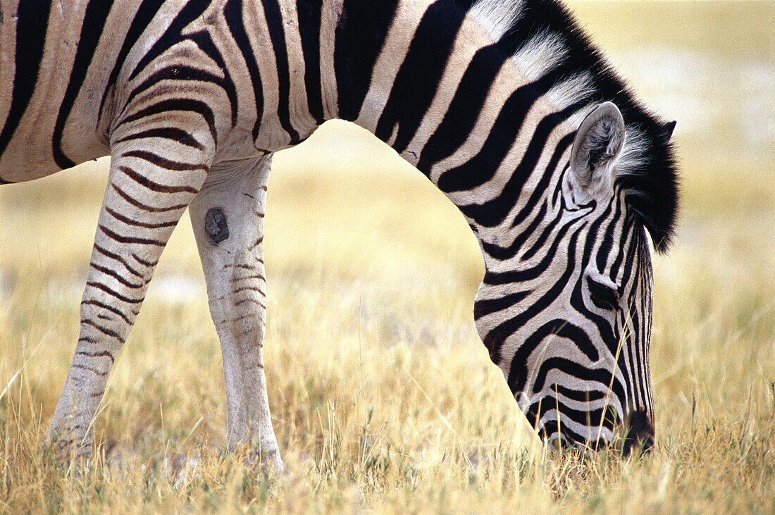 Burchells Zebra (Equus burchelli). Etosha National Park. Namibia