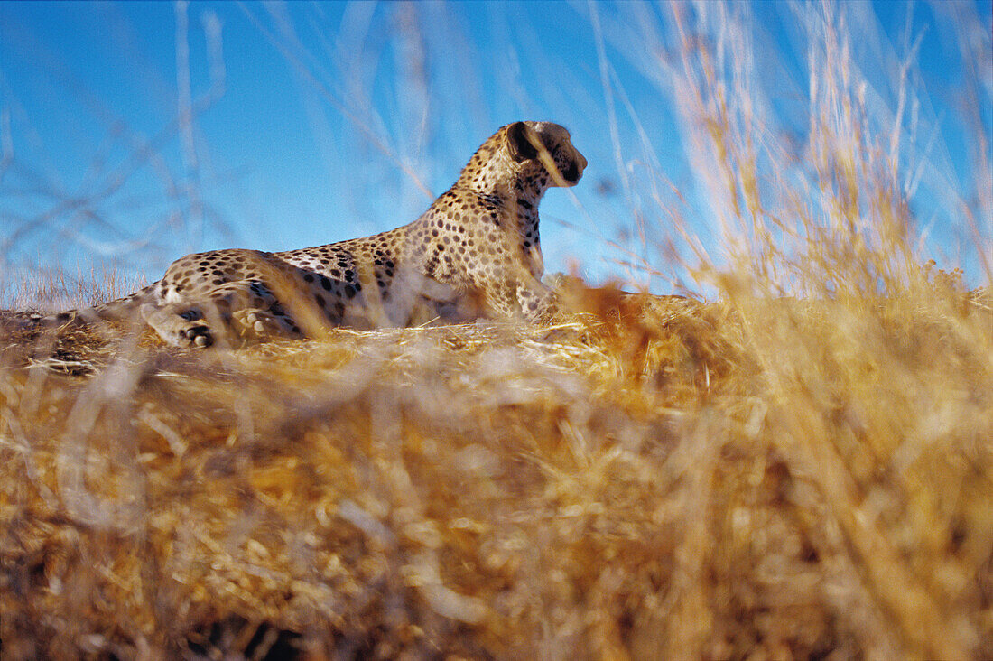 Cheetah (Acinonyx jubatus). Namibia