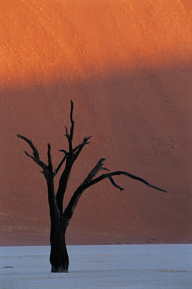 Death tree in desert. Sossusvlei dunes. Namib-Naukluft Park. Namibia