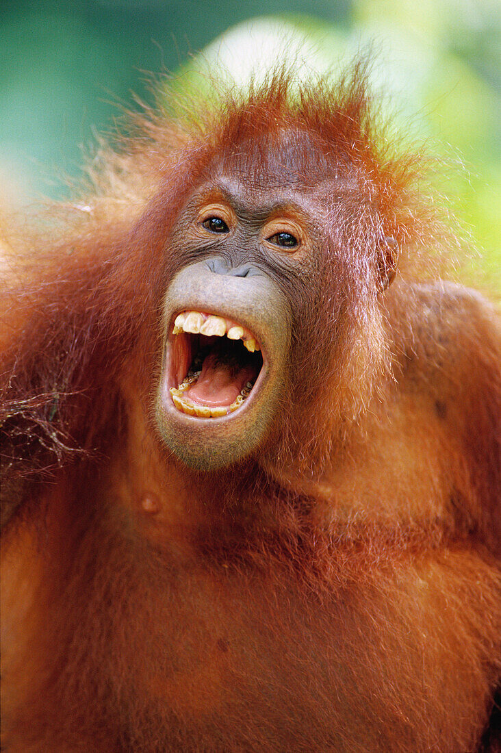 Bornean Orangutan Pongo Pygmaeus Bild Kaufen 70189238 Lookphotos