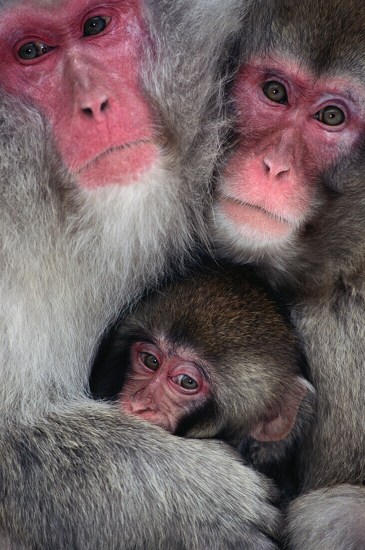 Japanese Macaque family (Macaca fuscata). Jigokudani, Honshu. Japan