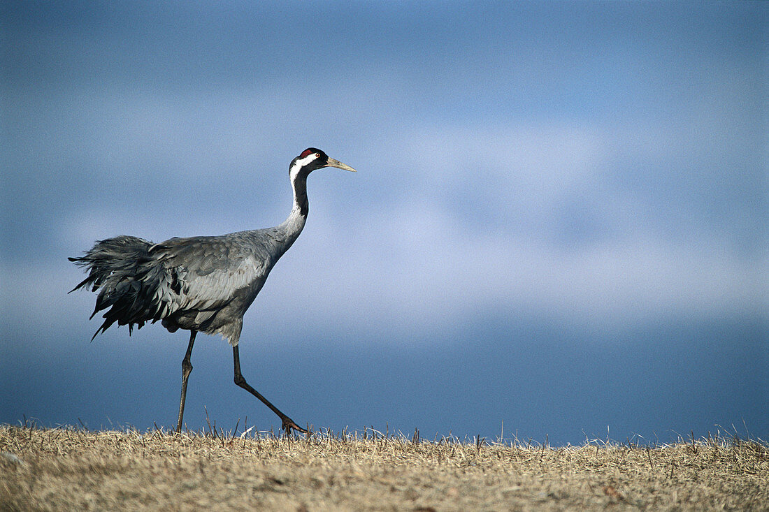 Crane (Grus Grus). Hornborgasjon. Västergötland. Sweden