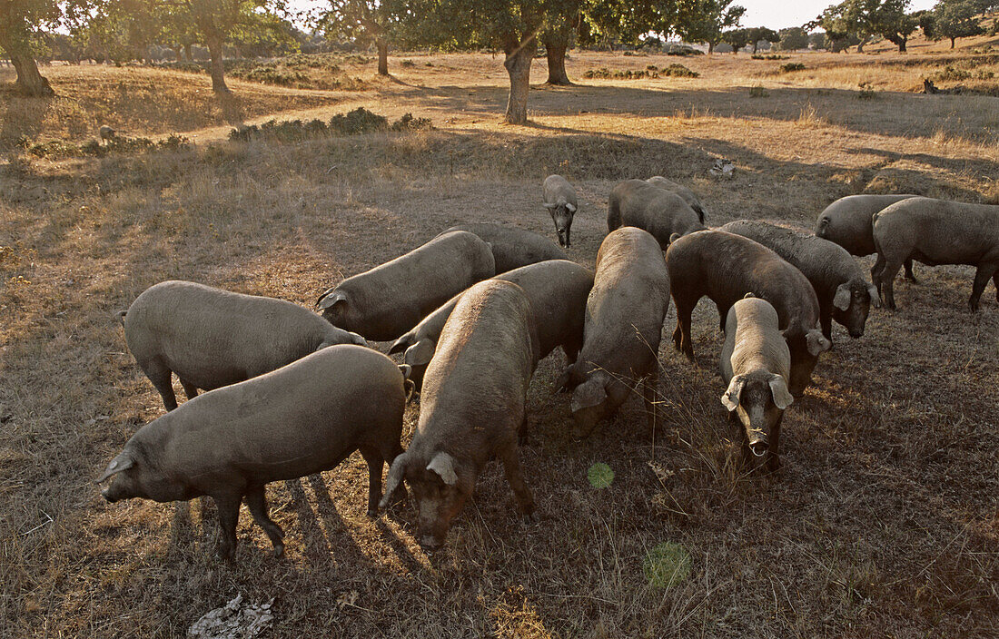 Pigs, pata negra ham. Salamanca province, Spain