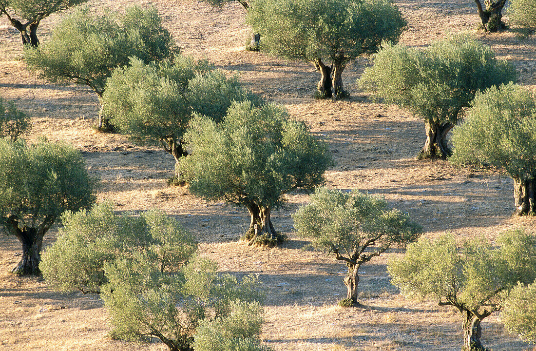 Olive trees. Oropesa. Toledo province, Spain