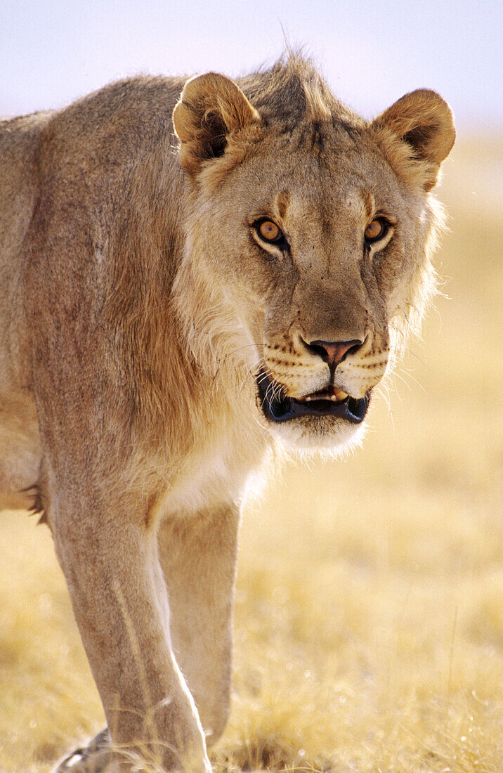 Lion (Panthera leo). Etosha National Park, Namibia