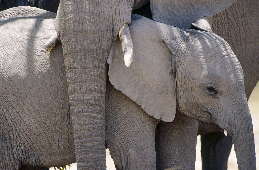 African Elephant (Loxodonta africana) with baby. Etosha National Park, Namibia