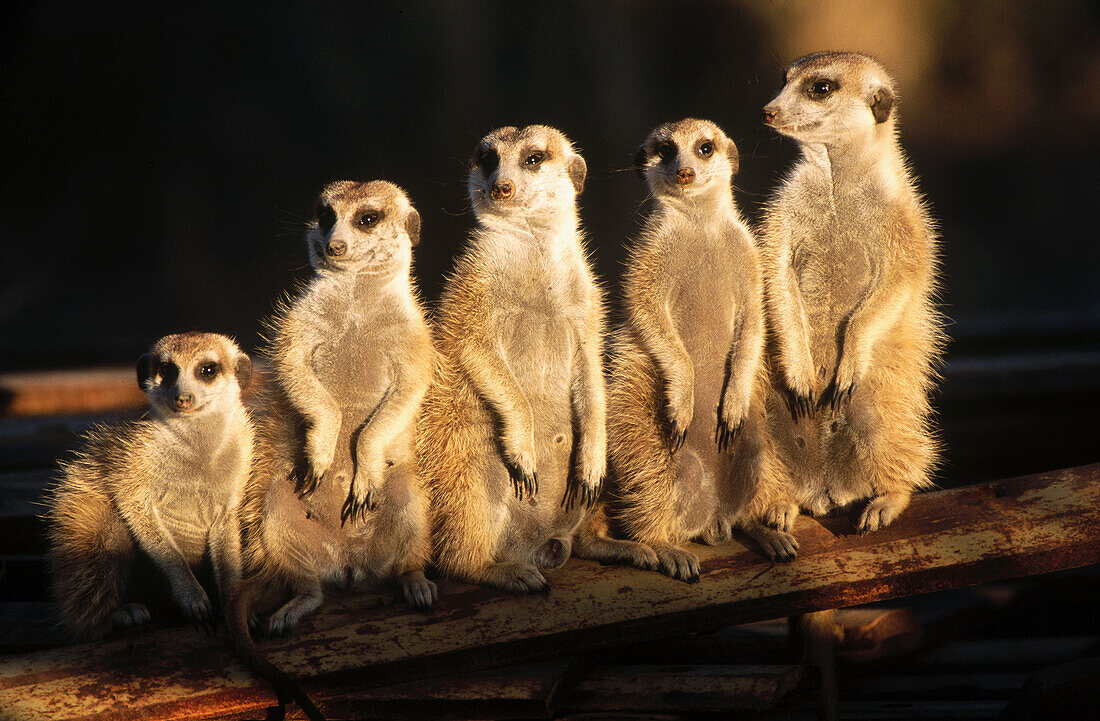 Meerkats (Suricata suricatta) on iron scrap. Keetmanshoop, Namibia