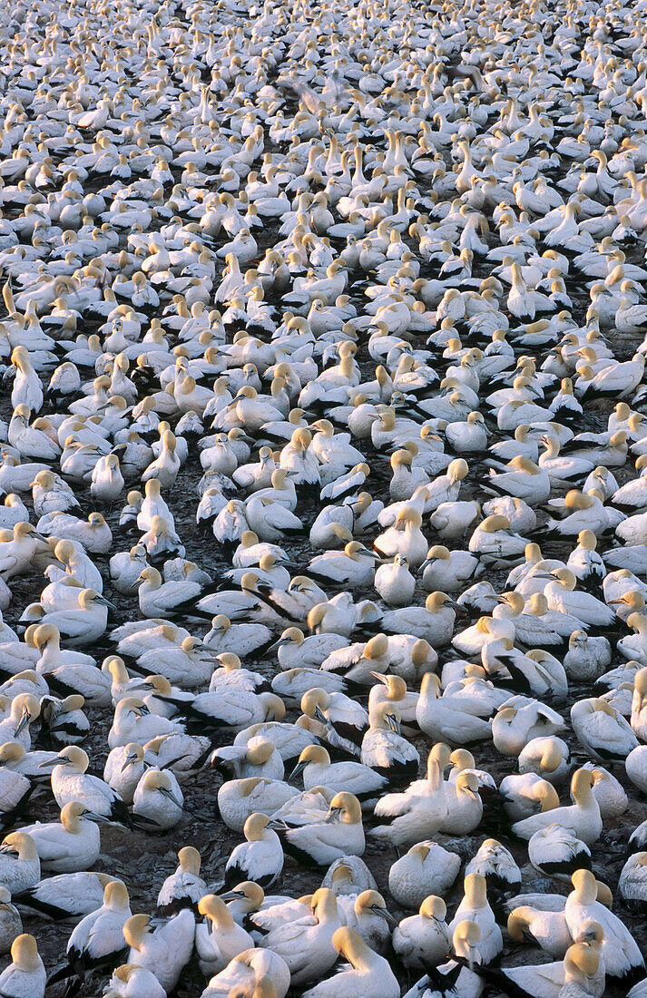 Cape Gannet (Sula capensis) colony. Bird Island, Lamberts Bay. South Africa