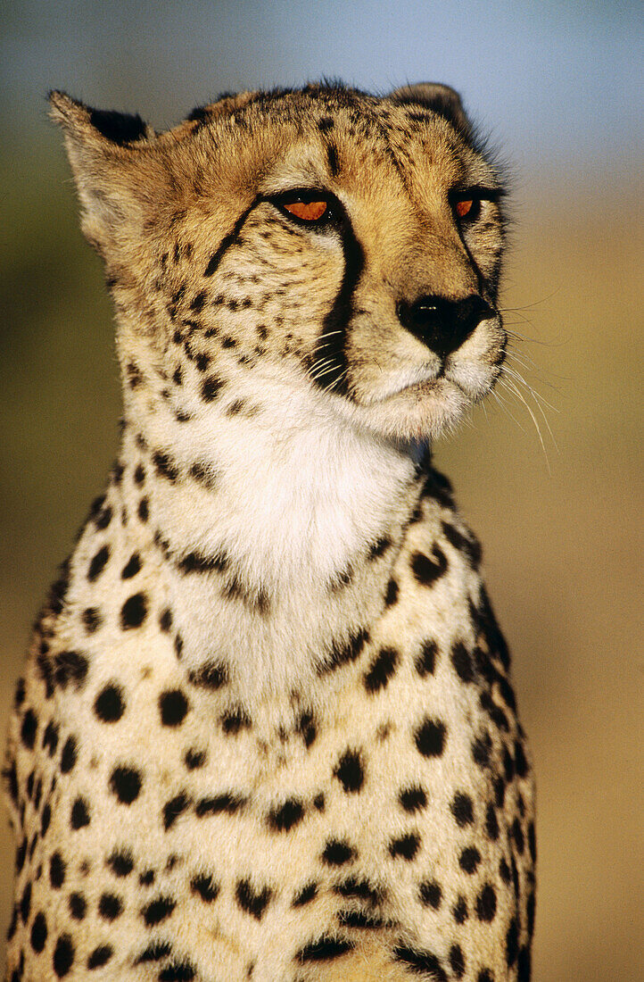 Cheetah (Acinonyx jubatus). Namibia