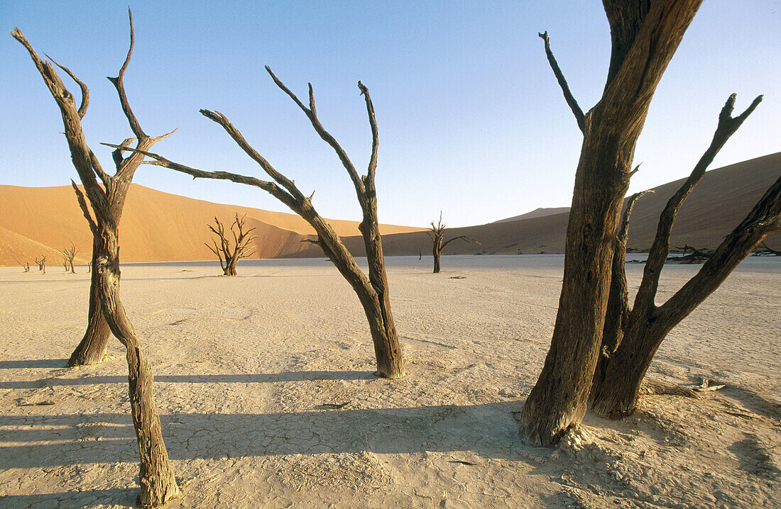 Dead trees in dry land, desert. Sossusvlei, Namib-Naukluft National Park, Namibia