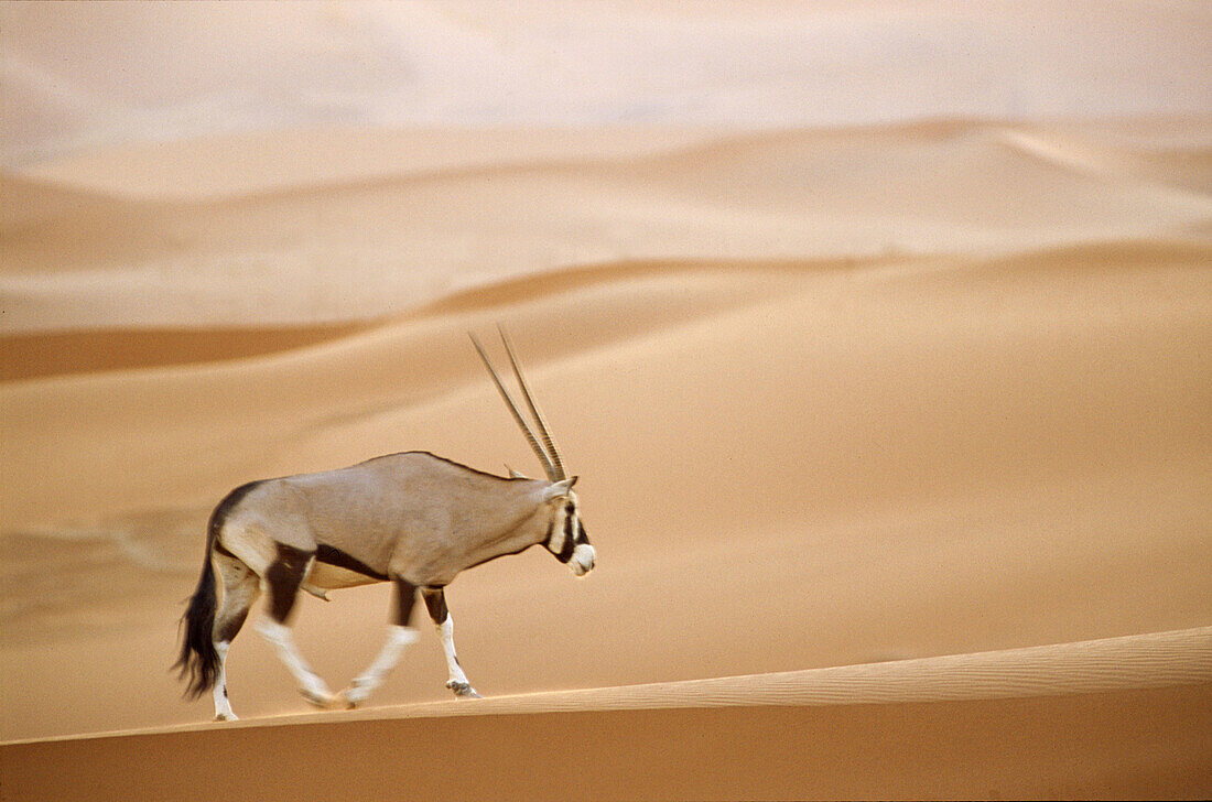 Oryx (Oryx gazella) in the desert dunes of Namib-Naukluft National Park. Namibia