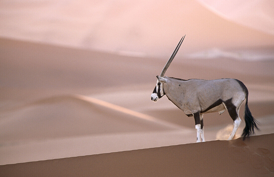 Oryx (Oryx gazella) in the desert dunes of Namib-Naukluft National Park. Namibia