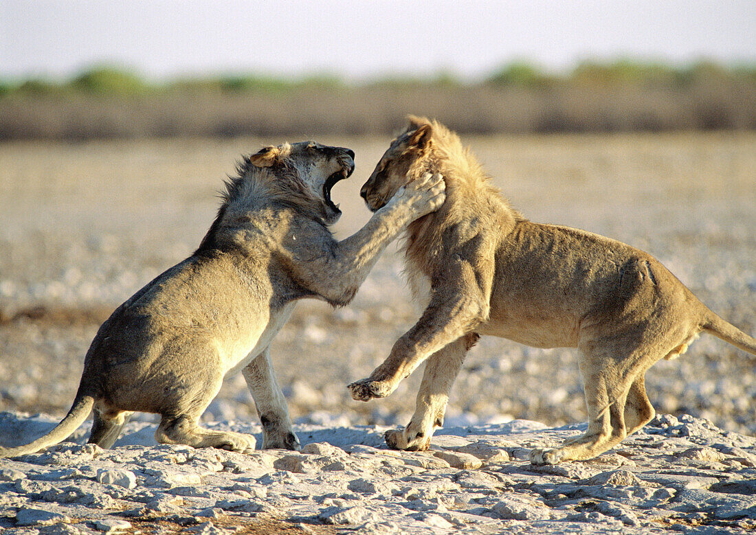Fighting lions (Panthera leo). Etosha National Park. Namibia