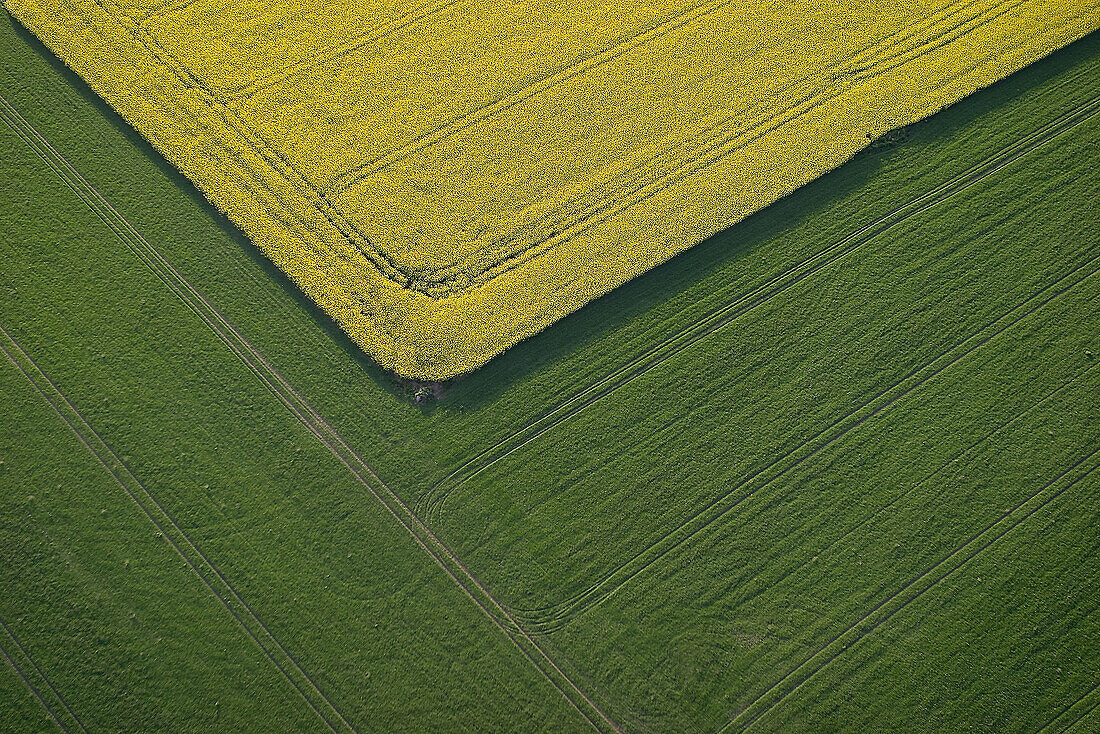 Rape field, agricultural landscape. Östergötland. Sweden