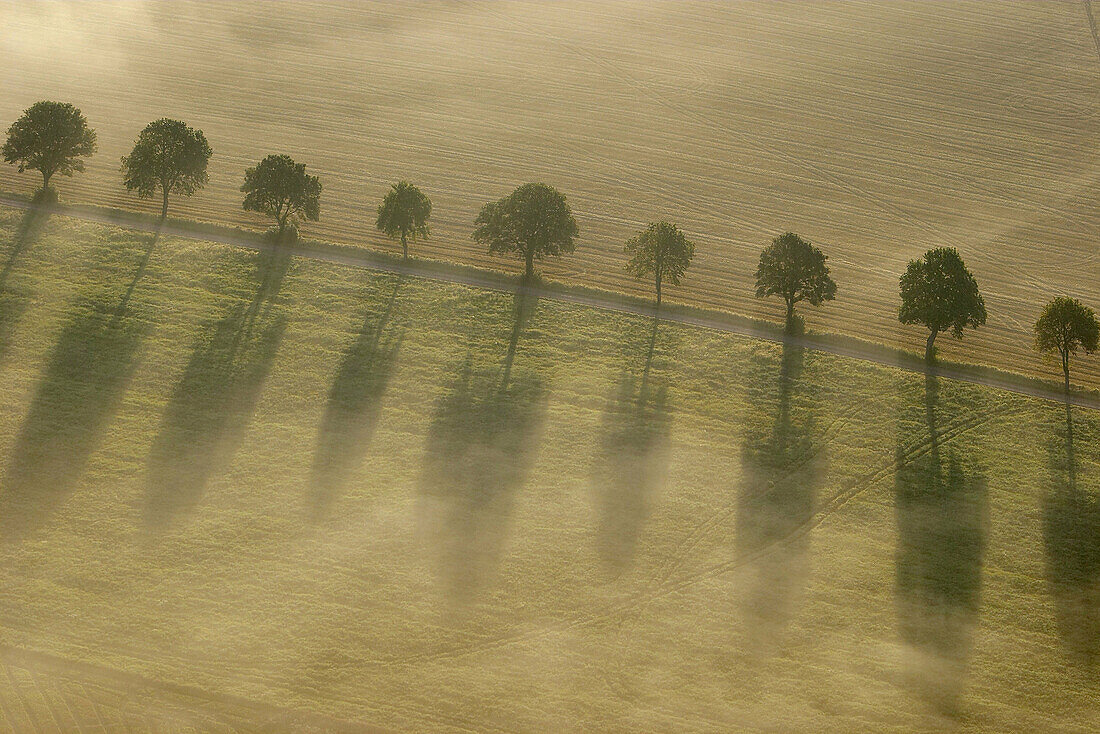 Avenue on agricultural field in fog. Eslöv. Skåne. Sweden