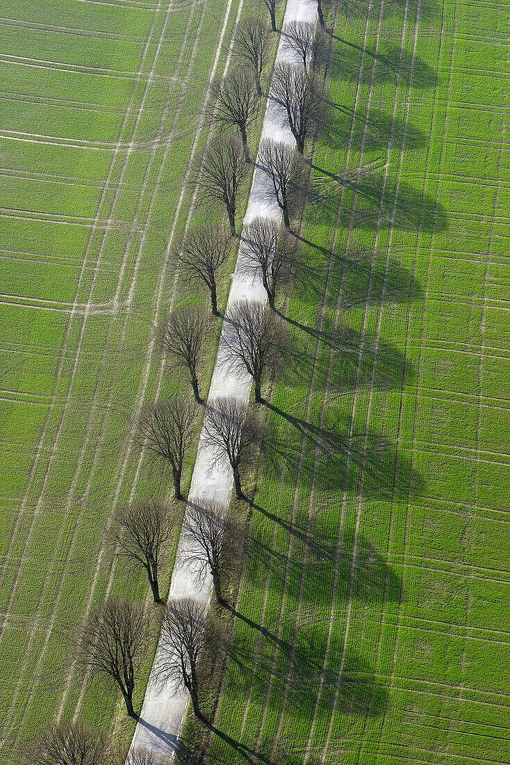 Avenue in field landscape, aerial wiev. Fyledalen. Österlen. Skåne. Sweden