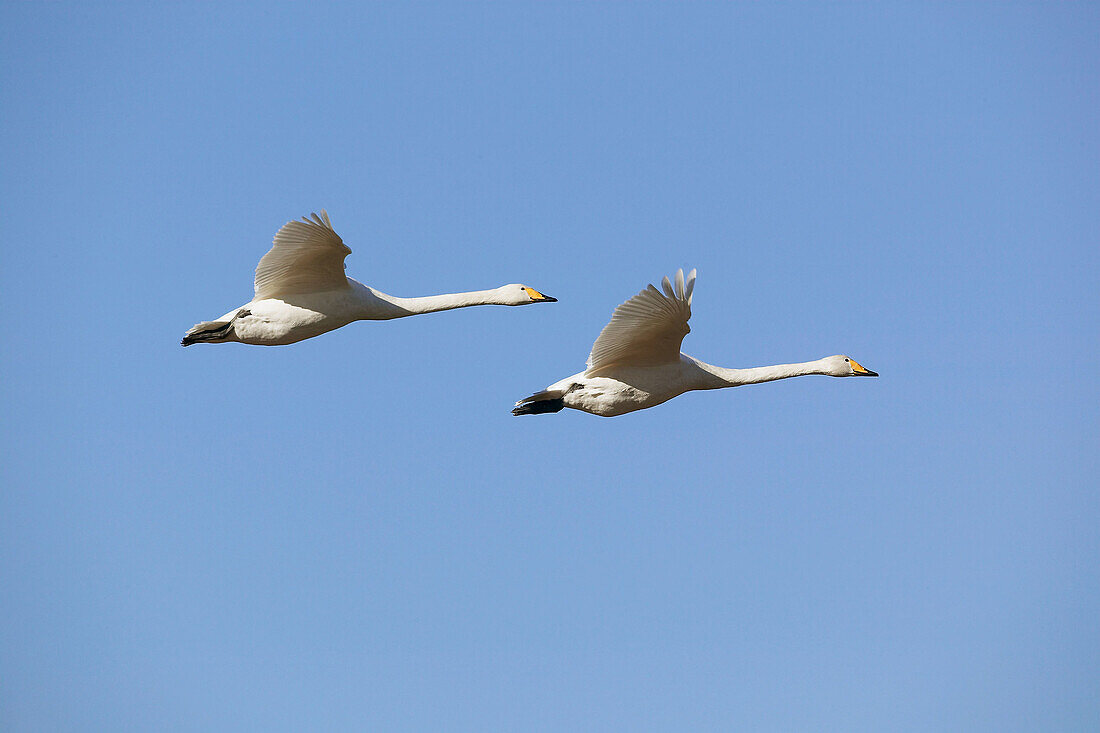 Whooper swan in flight, migrating (Cygnus cygnus). Lake Tysslinge. Närke. Sweden