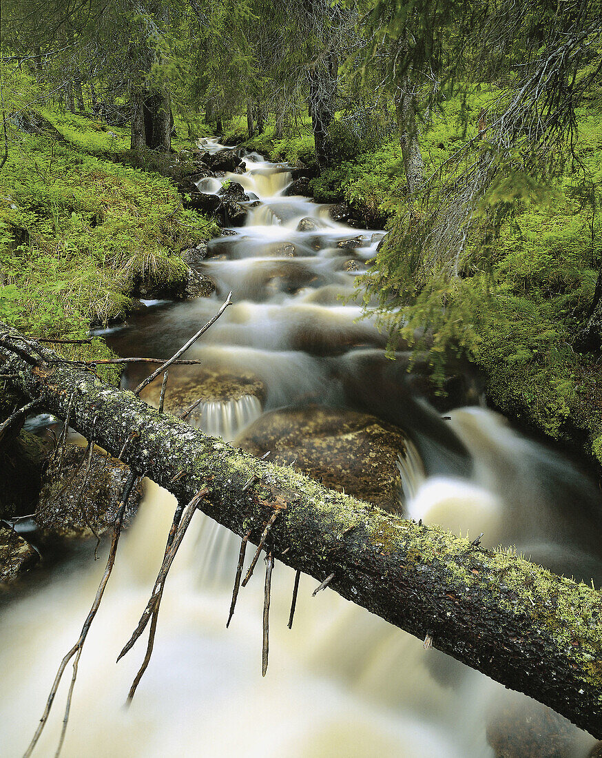 Stream in Primeval Forest, Lappland, Sweden.