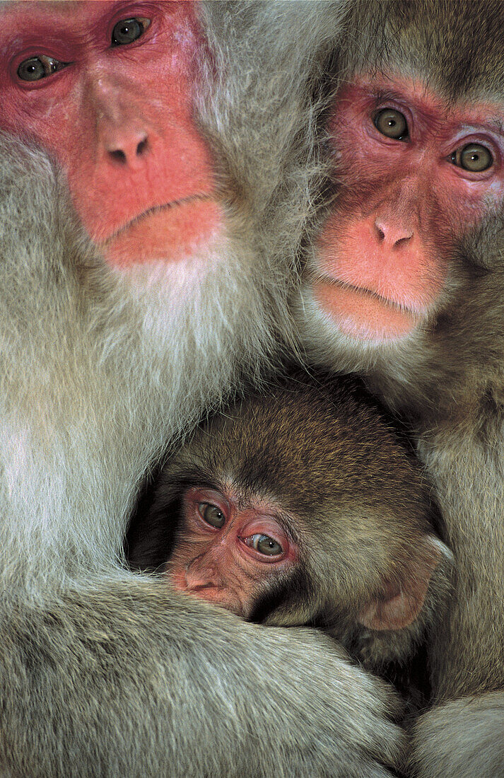 Animals, primates, monkey, family, Japanese macaque (Macaca fuscata). Jigokudani. Honshu, Japan, Asia.