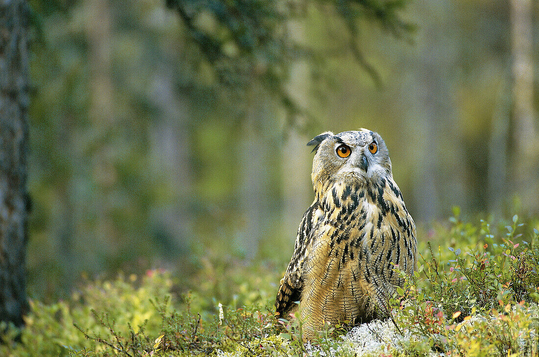 Owl (Bubo bubo) in forest. Sweden
