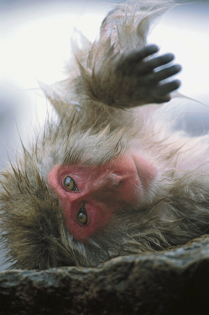 Animal, primates, monkey, resting, Japanese macaque (Macaca fuscata). Jigokudani. Honshu, Japan, Asia.