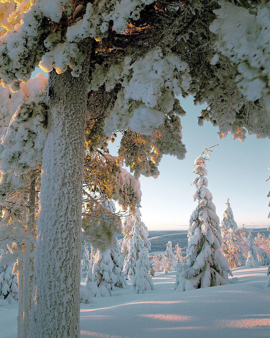 Elements Forest. Forest landscape, spruce forest, pine forest, winter, snow, cold. Västerbotten. Sweden.