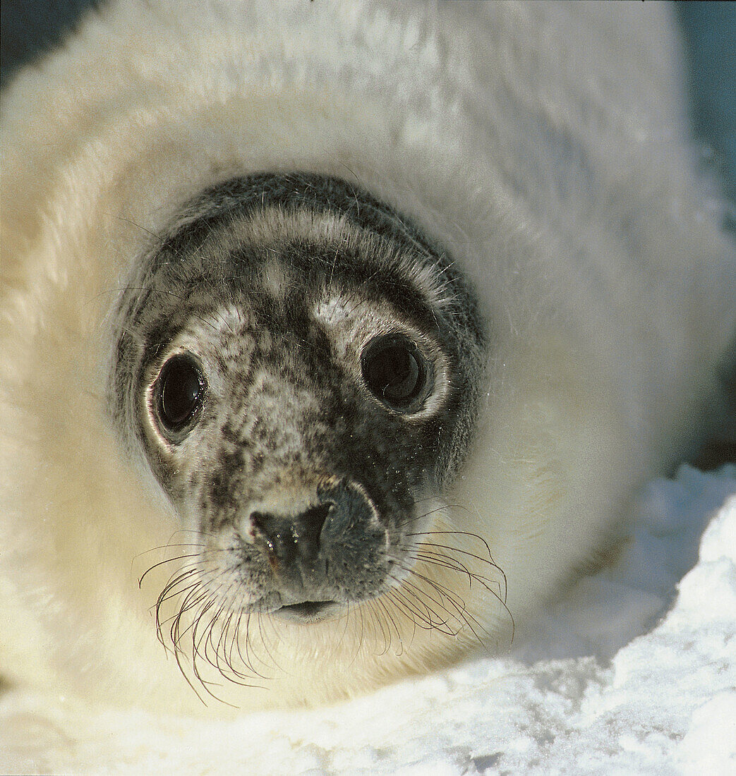 Grey seal. Västerbotten. Sweden.