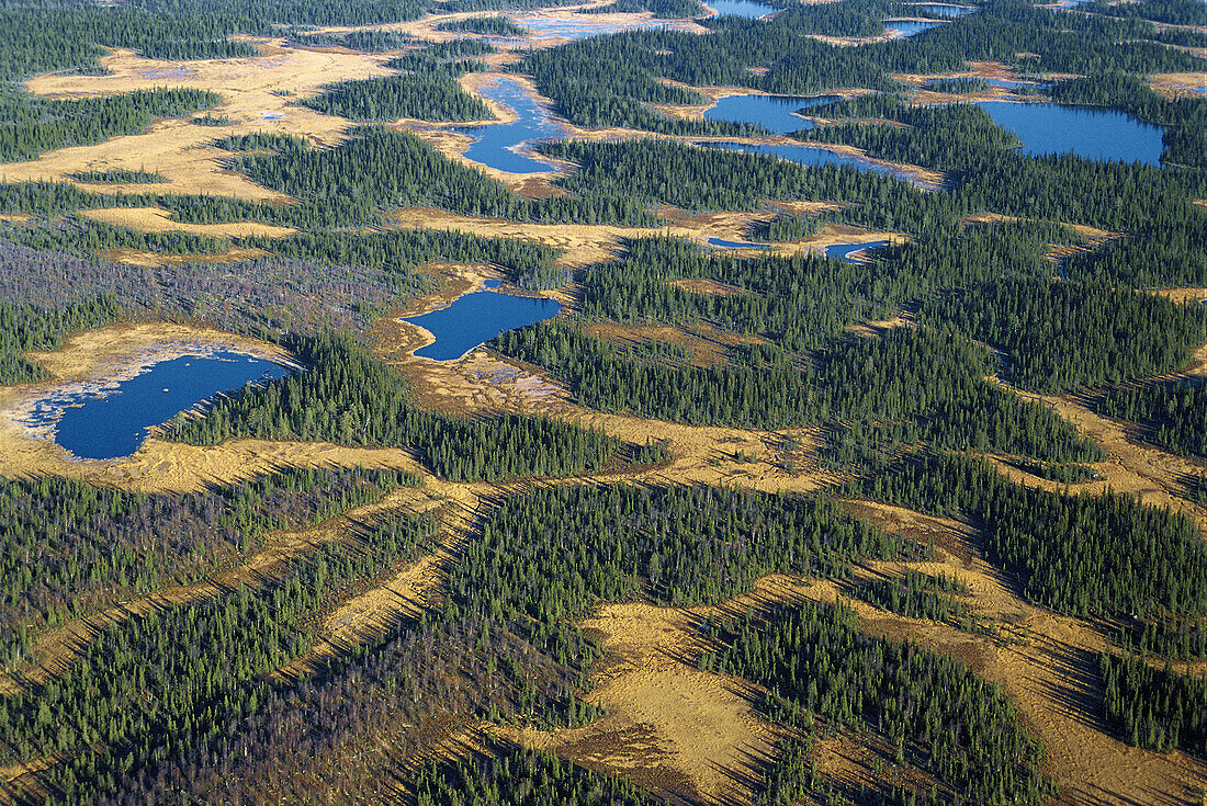 Forest land, lakes, autumn. Pine and Spruce forest. Wetland. Lappland. Sweden.