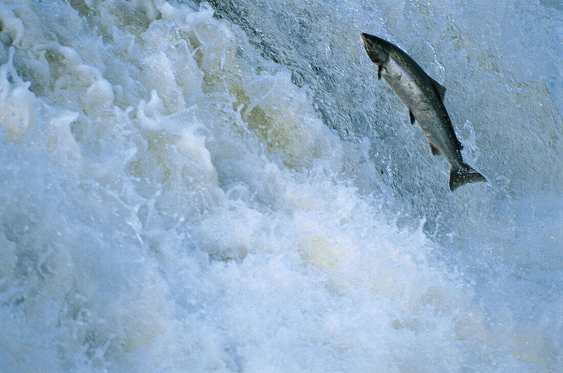 Fish, (Salmo salar), salmon jumping. Vindelälven. Västerbotten. Sweden