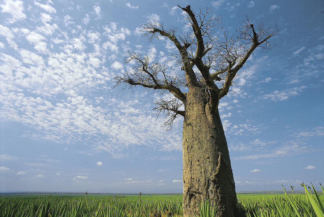 Baobab tree. Berenty. Madagascar.