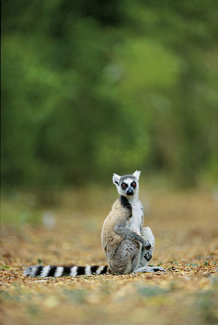 Lemur, ring-taild lemur, (Lemur catta), forest, sitting. Berenty reserve. Madagascar.