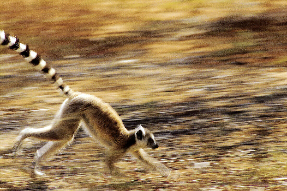 Lemur, Ring-taild lemur, (Lemur catta), blurred motion, running. Berenty reserve. Madagascar.