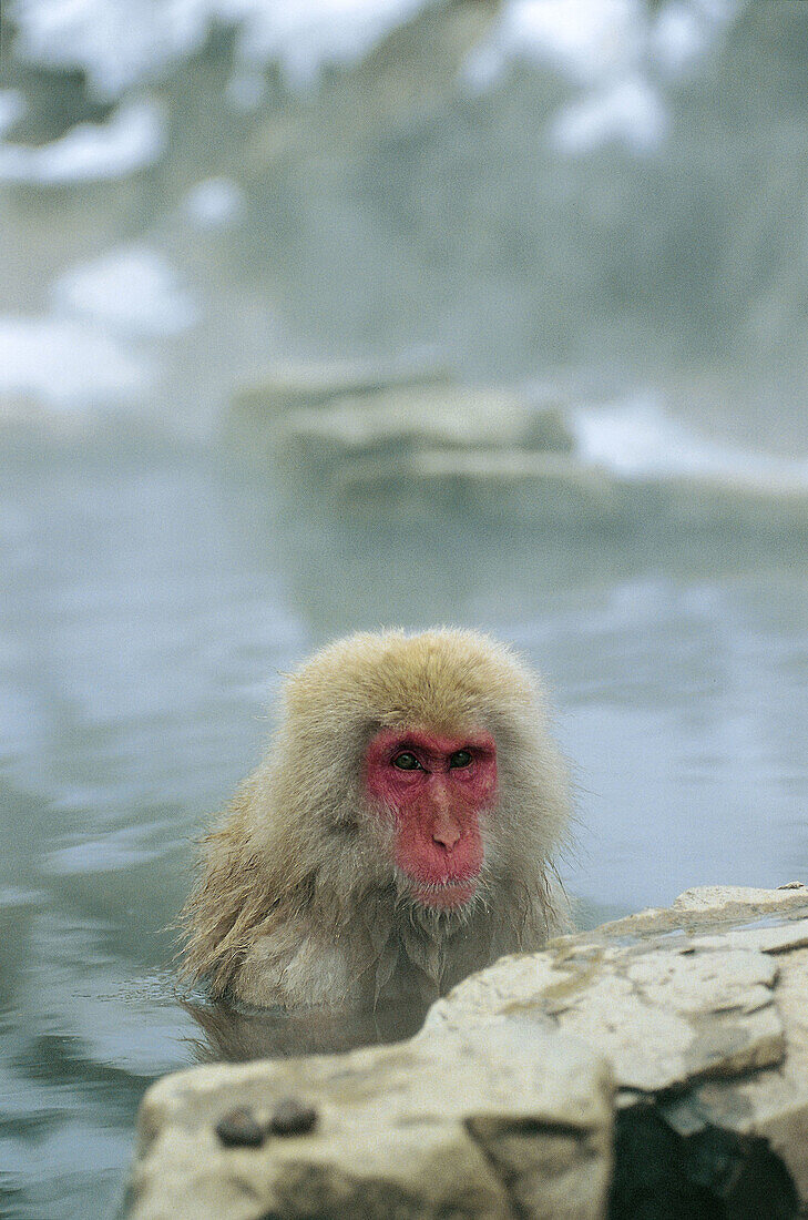Japanese macaque (macaca fuscata), Jigokudani. Honshu, Japan, Asia.