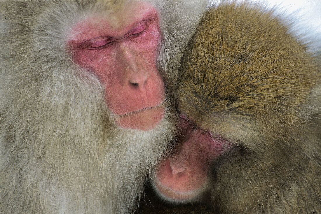 Japanese macaque (macaca fuscata), Jigokudani. Honshu, Japan, Asia.