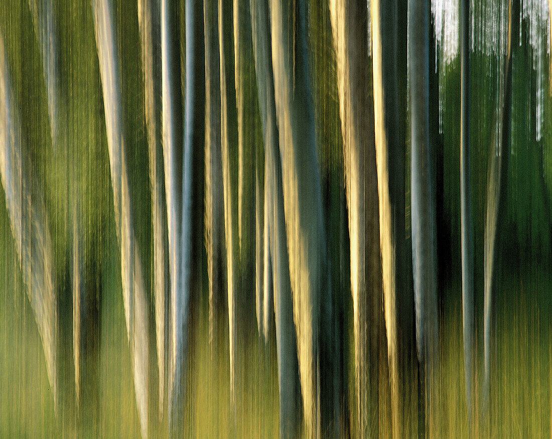 Birch trees, motion, summer, (Betula pendula), formations, colours. Uppland. Sweden.