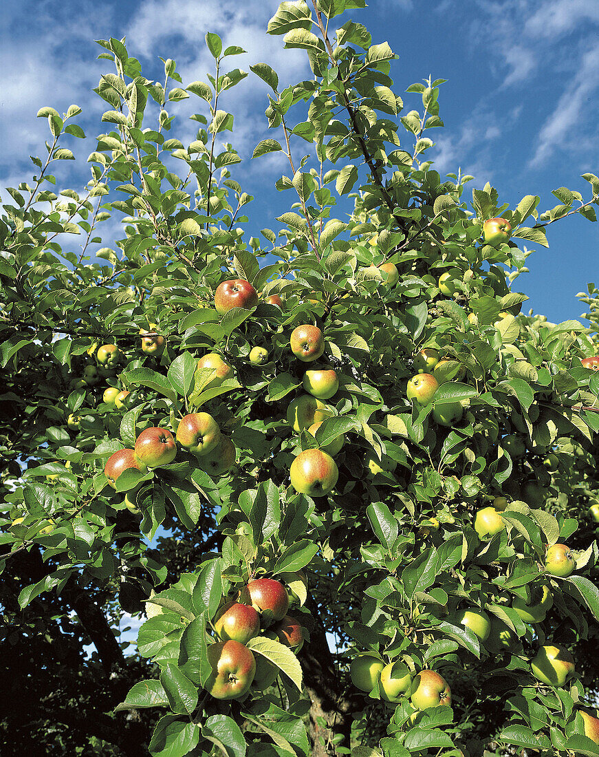 Apples on apple tree, blue sky. Latorp. Närke. Sweden