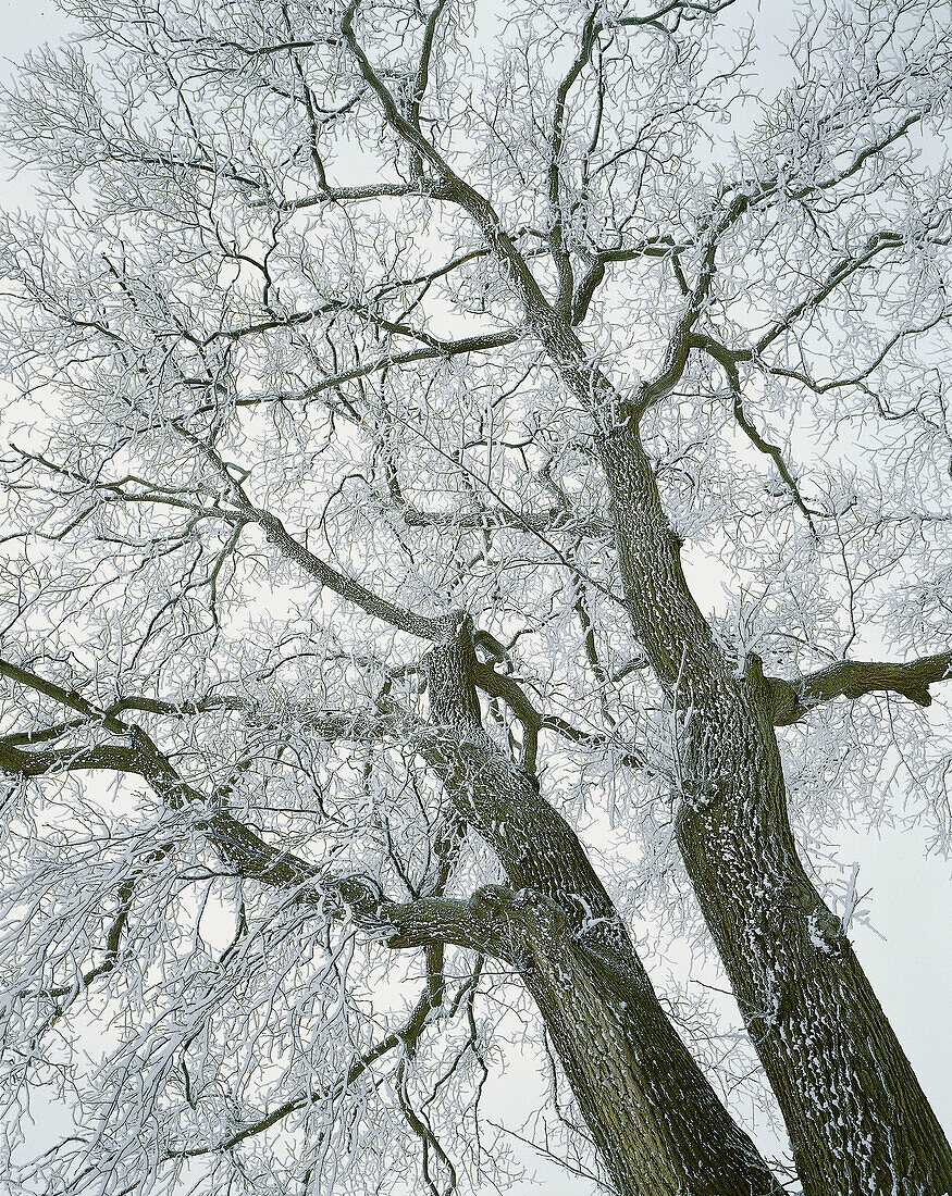 Oak (Quercus robur), winter, frost, cold. Barsebäck. Skåne. Sweden.
